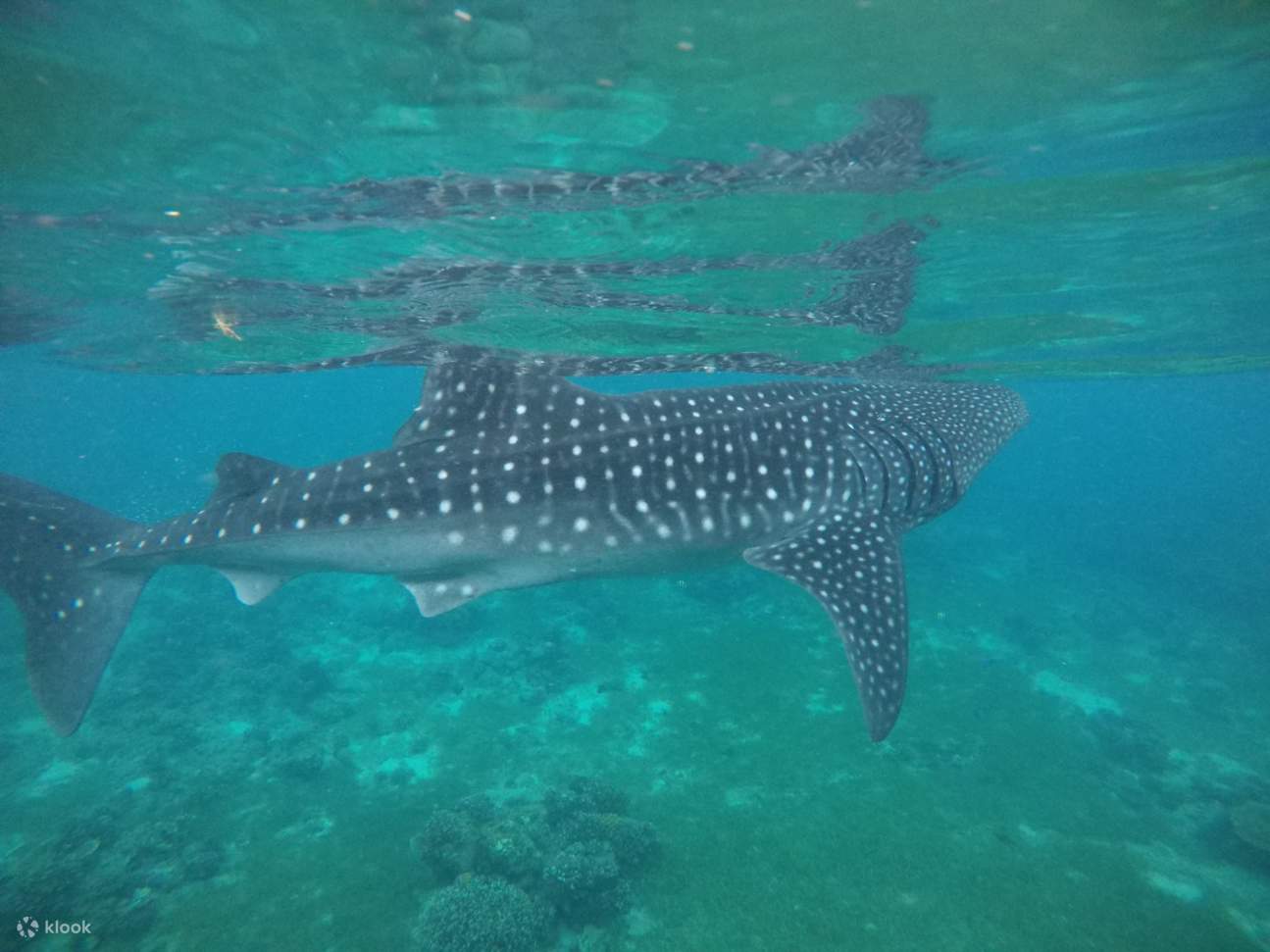 Oslob Whale Shark Watching Join In Day Tour From Cebu Philippines Klook